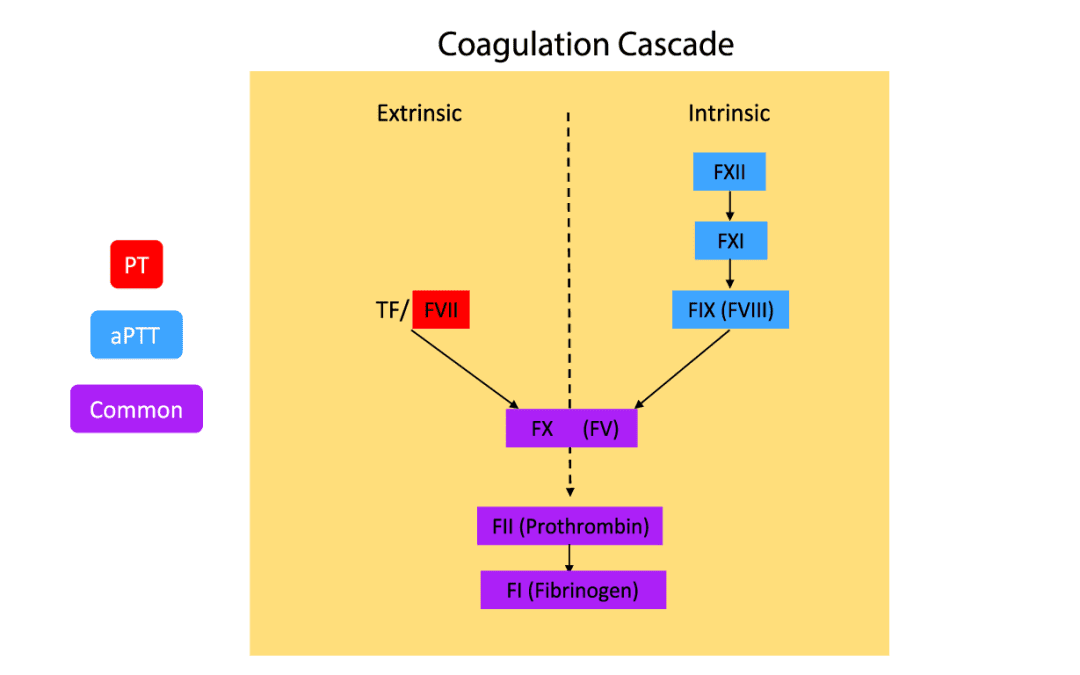 Prothrombin Time (PT) & INR