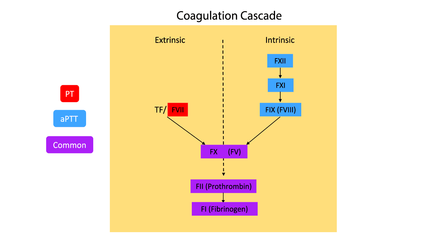 The coagulation cascade divided into extrinsic and intrinsic pathways where prothrombin time (PT) and activated partial thromboplastin time (aPTT) are involved