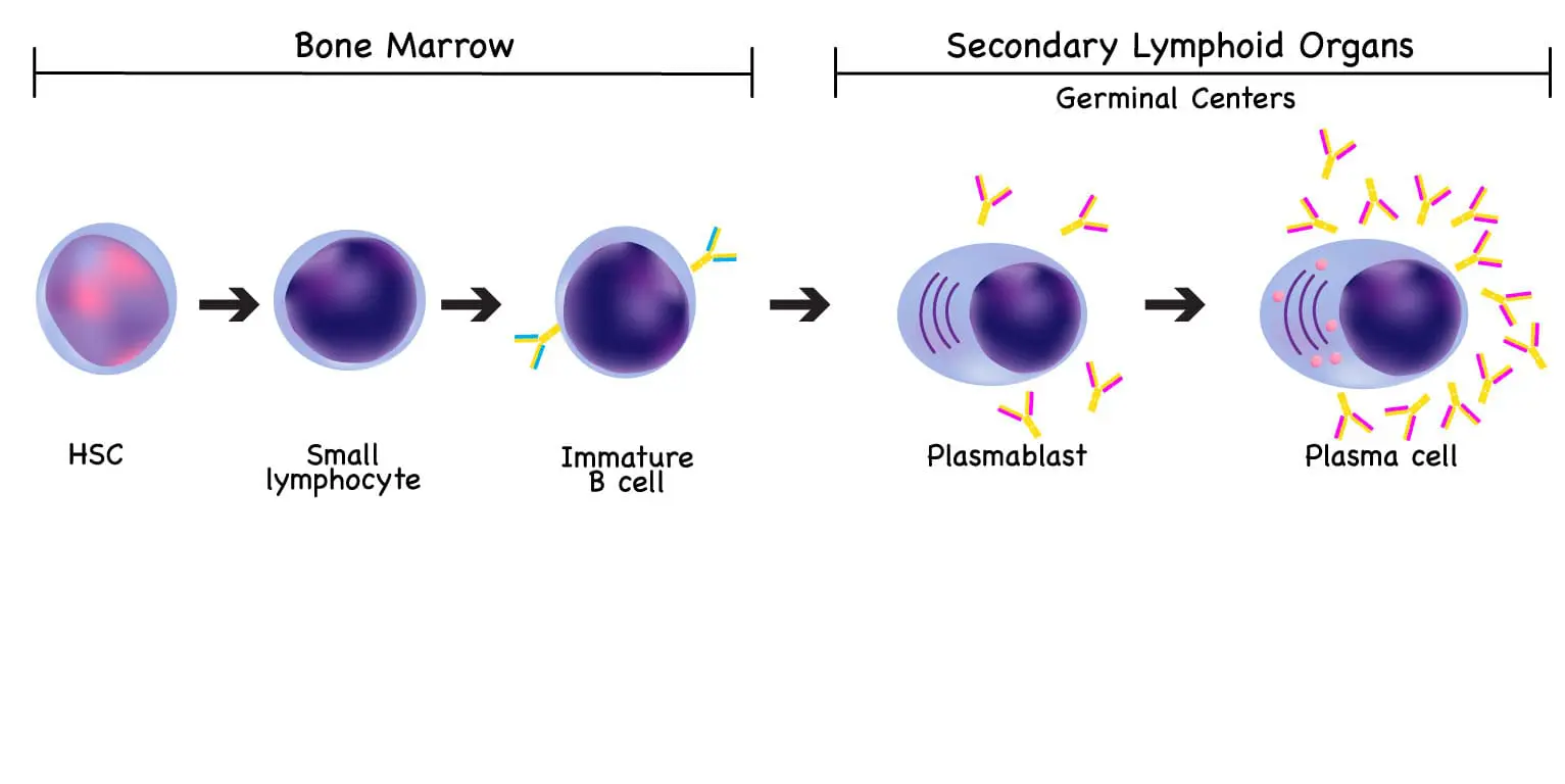 Plasma cell development