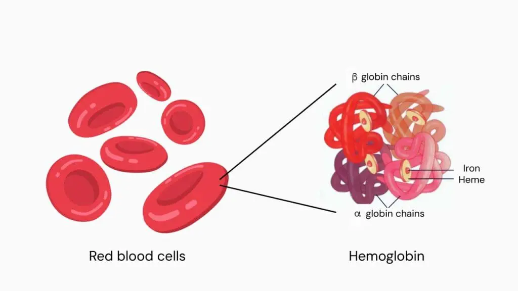 An illustration of a hemoglobin in a red blood cell. A single red blood cell can carry approximately 270 million hemoglobins. Each hemoglobin contains 4 heme protein that has iron molecules that binds oxygen.