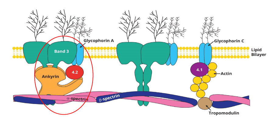 Image depicts a schematic diagram of a red blood cell membrane, highlighting the locations of common hereditary spherocytosis (HS) mutation sites, including spectrin, ankyrin, band 3, and protein 4.2