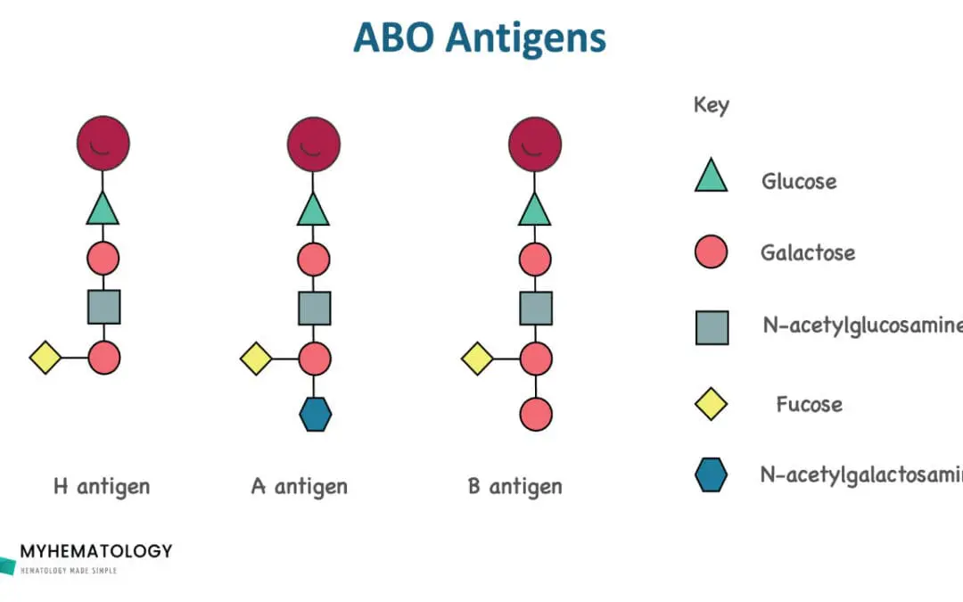ABO Blood Group System