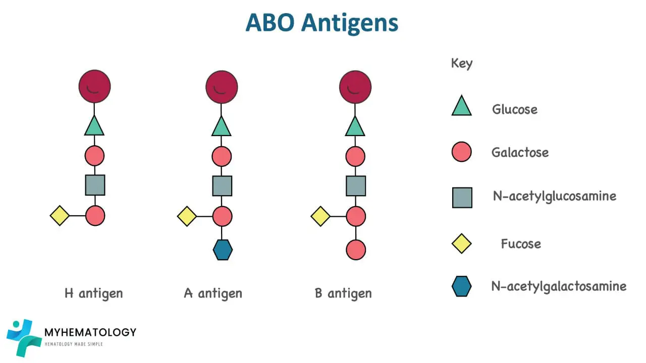 ABO Blood Group System