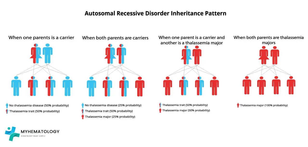 Alpha thalassemia autosomal recessive inheritance pattern including the probabilities and risks for offspring based on parental carrier status.