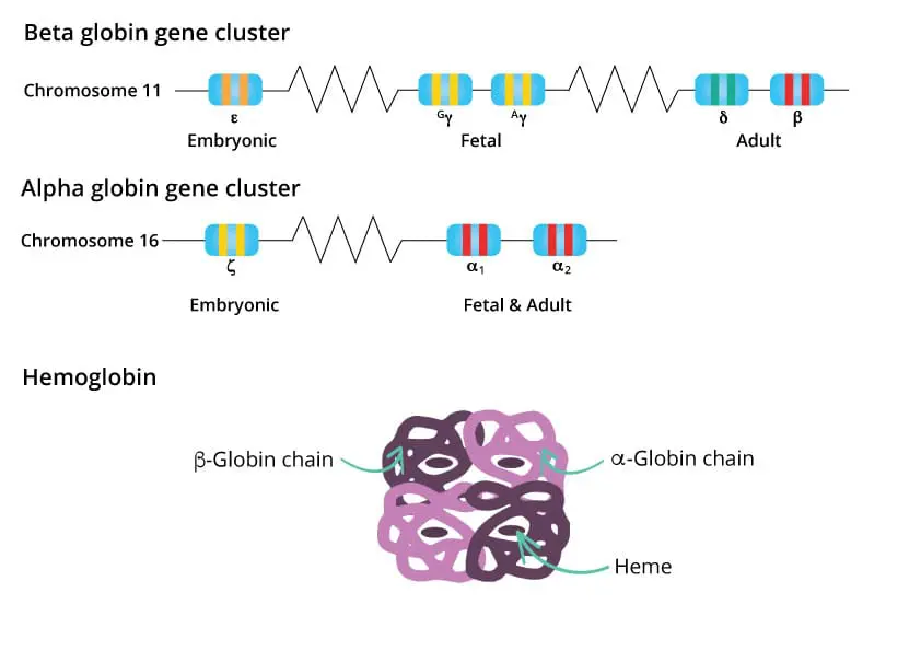 An schematic diagram of the beta and alpha gene clusters in their respective chromosomes and the hemoglobin tetramer.
