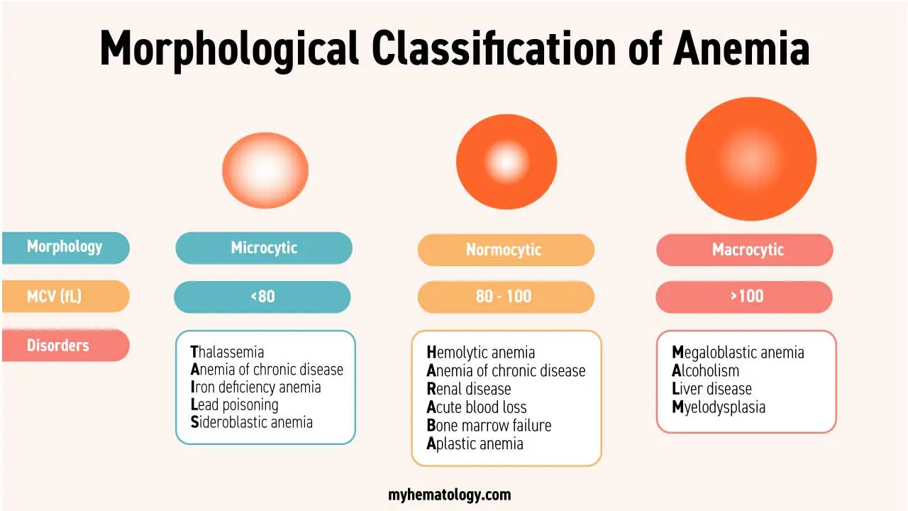 An infographic of the morphological classification of anemia