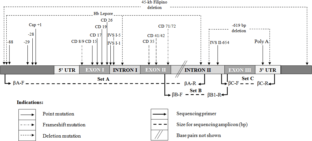 Conventional PCR Protocol for Beta Thalassemia Downstream Sequencing