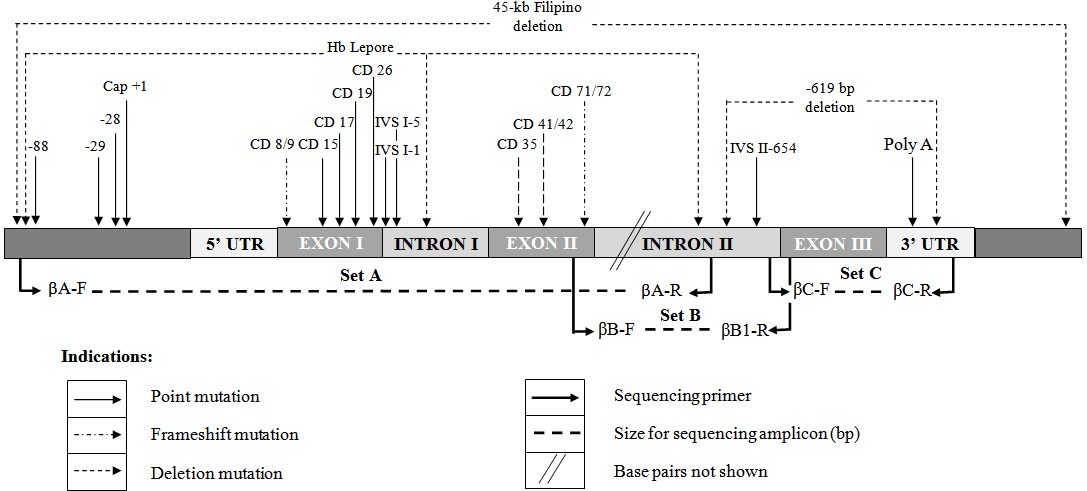 Schematic Diagram of the Beta-Globin Gene and PCR Primer Locations: A detailed illustration of the beta-globin gene structure and the positions of primers used for targeted amplification of specific regions.