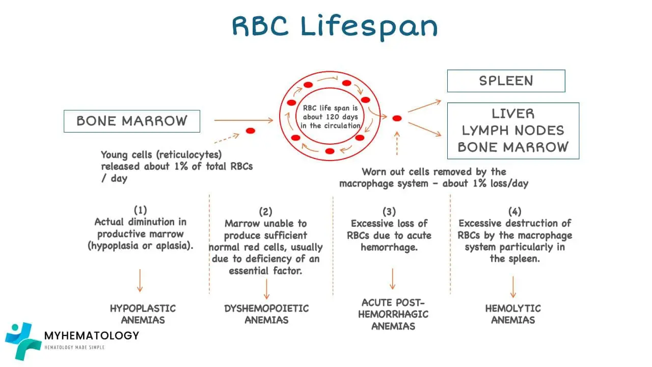 The four primary mechanisms that lead to anemia: nutritional deficiencies, blood loss, bone marrow dysfunction, and premature red blood cell destruction. This informative image sheds light on each cause and the mechanism involved.