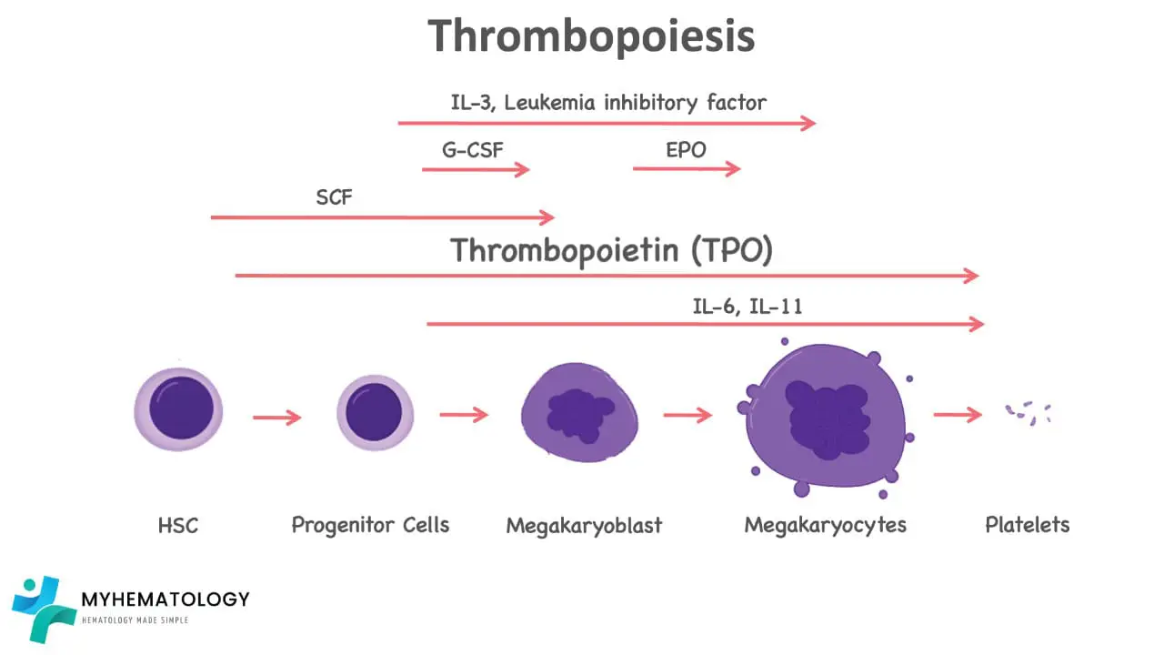 Thrombopoiesis is a tightly regulated process by different cytokines particularly thrombopoietin to produce thrombocytes also known as platelet in the human body.