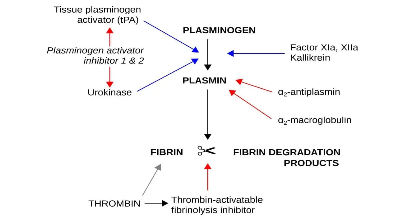 The process of fibrinolysis with the key players. 