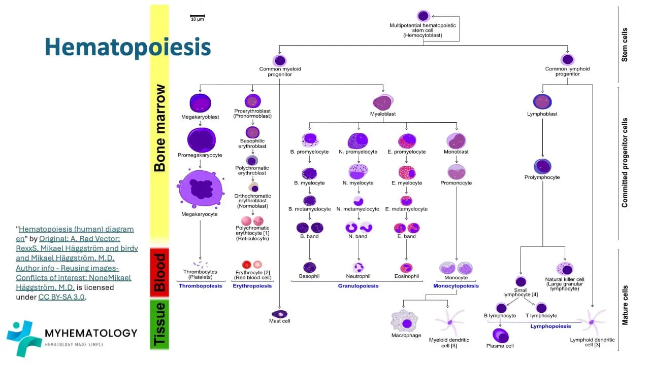 Mast cell derives from mast cells progenitors which differentiate from the common myeloid progenitor cells