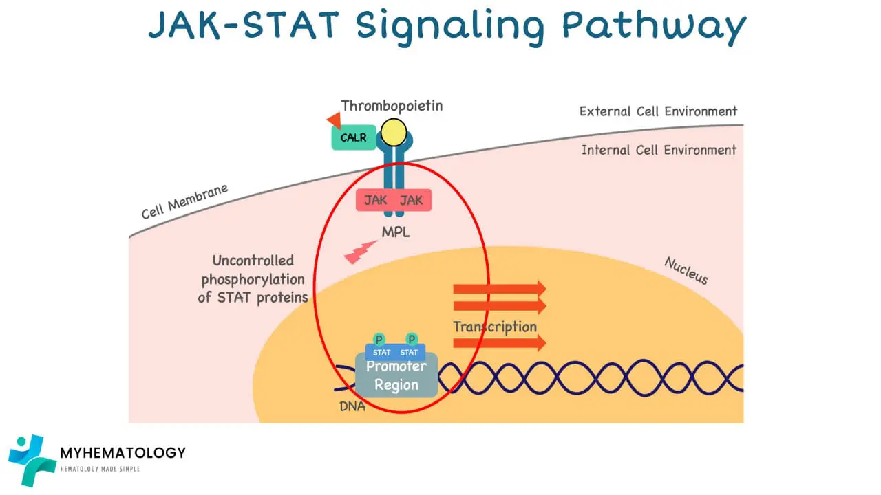 Mutations in JAK2(V617F), CALR and MPL leads to uncontrolled proliferation of the megakaryocytic lineage leading to Essential Thrombocythemia