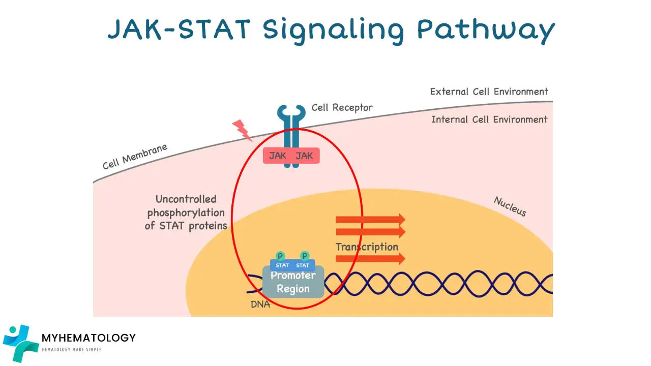Jak-Stat signaling pathway
