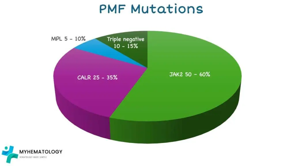 Common mutations contributing to PMF include mutations found in JAK2, CALR and MPL genes. 