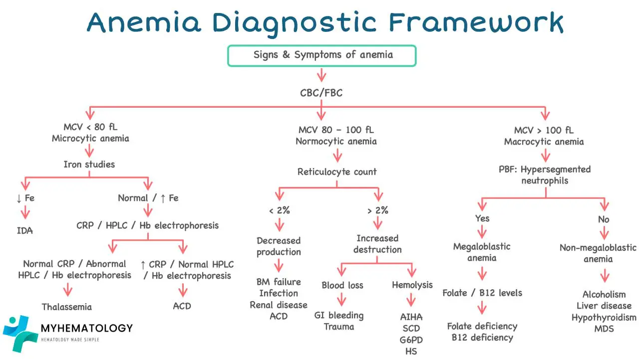 Anemia diagnostic framework