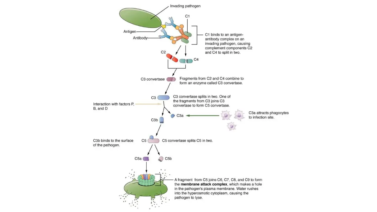 The complement cascade is a crucial part of the innate immune system, functioning as an enzymatic chain reaction to identify and eliminate pathogens. Starting with C1 (a complex of C1q, C1r, C1s), typically activated by antibody-antigen complexes or directly by pathogen surfaces, the cascade proceeds by cleaving successive complement proteins. C1s cleaves C4 and C2 to form the C3 convertase (C4b2b in the classical/lectin pathway), which then cleaves C3 into C3a and C3b. C3b, a potent opsonin, tags pathogens for phagocytosis, while C3a is an anaphylatoxin promoting inflammation. Subsequently, C3b combines with the C3 convertase to form the C5 convertase, which cleaves C5 into C5a and C5b. C5a acts as a strong chemoattractant for immune cells and an anaphylatoxin, further enhancing inflammation, while C5b initiates the formation of the Membrane Attack Complex (MAC) with C6, C7, C8, and C9, leading to the direct lysis of target cells.