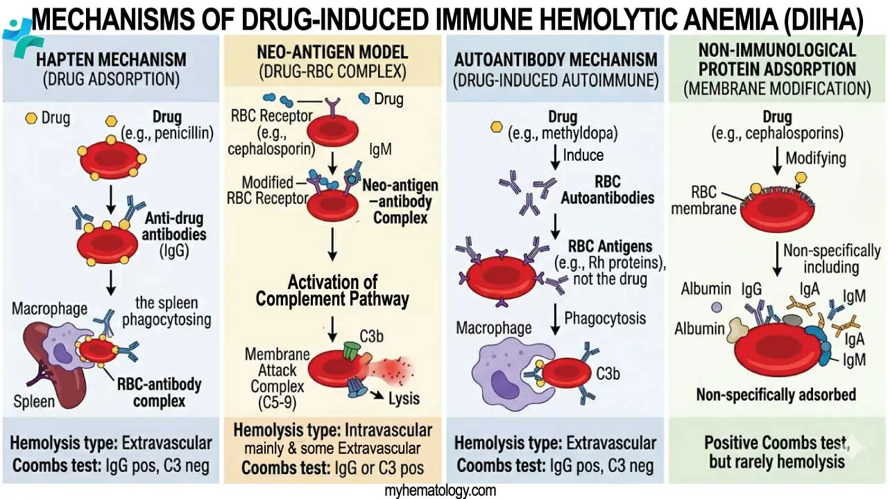 Drug Induced Immune Hemolytic Anemia