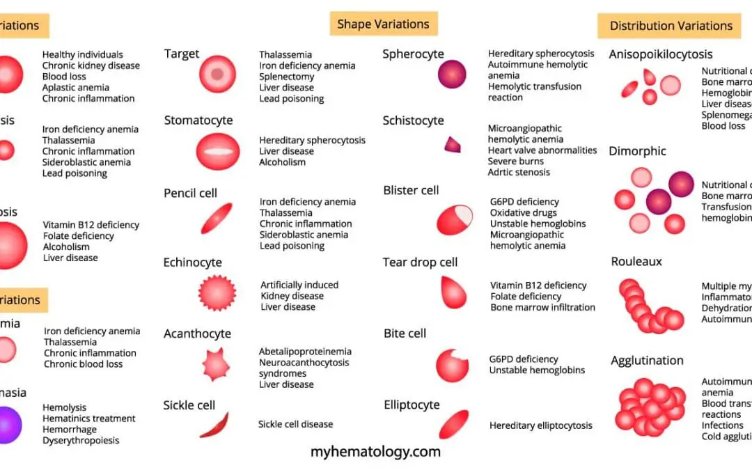 Abnormal Red Blood Cell Morphology