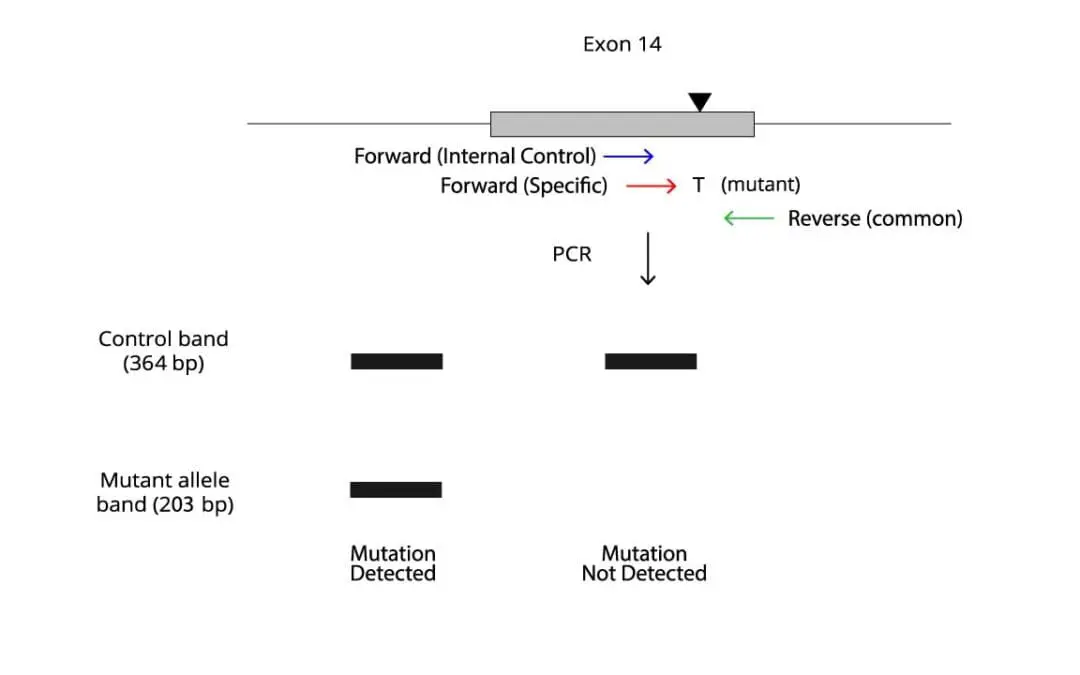 JAK2 V617F Mutation ARMS-PCR Protocol