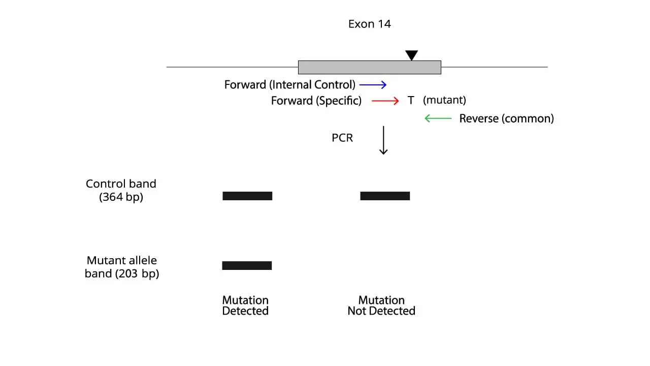 JAK2 V617F Mutation ARMS-PCR Protocol