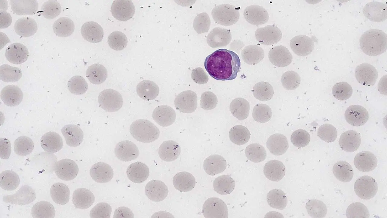 Lymphocytes