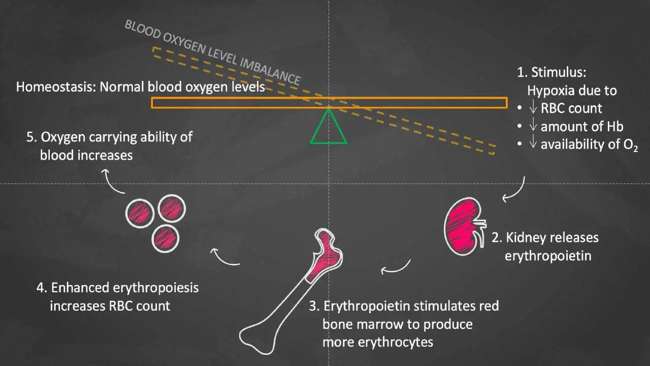 Erythropoietin