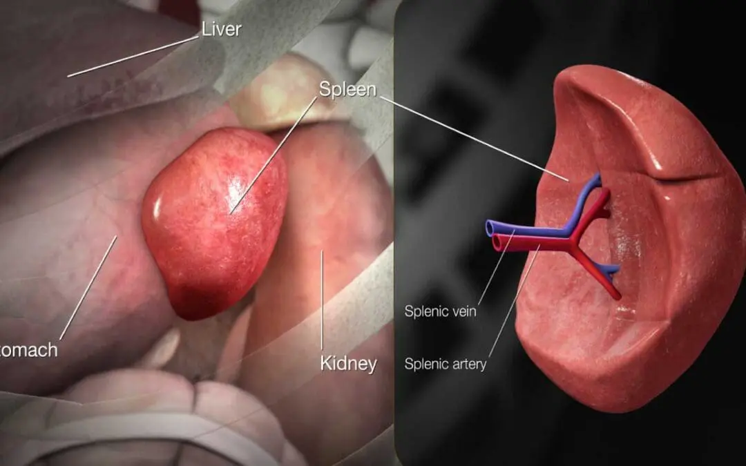 Understanding the Spleen, Splenomegaly & Splenic Pain