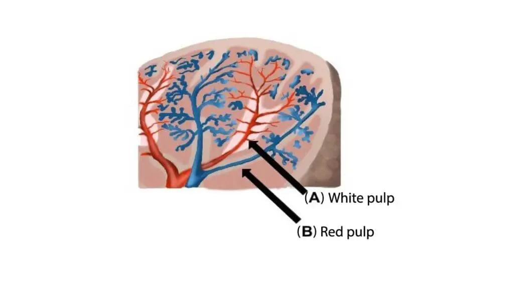 The main part of the spleen is divided into white pulp and red pulp.