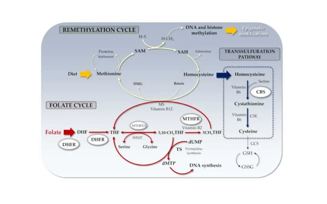 Homocysteine & Hyperhomocysteinemia