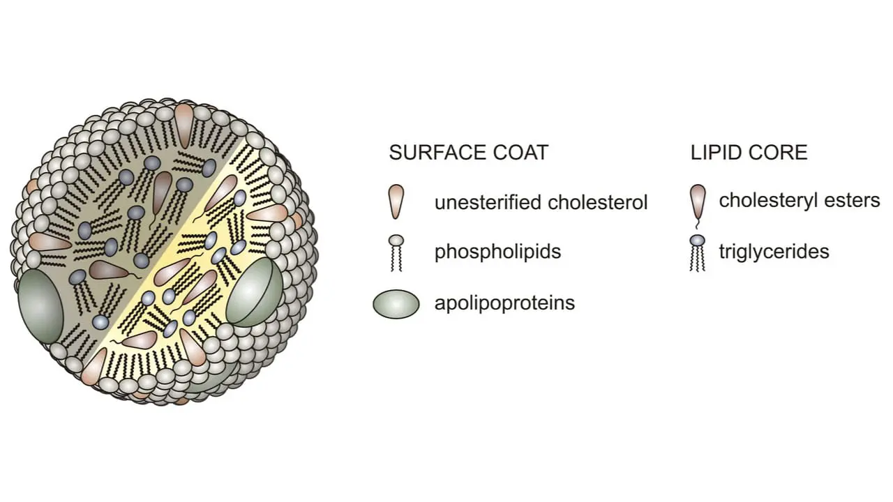 Lipoprotein(a): The Silent Heart Risk You Need to Know
