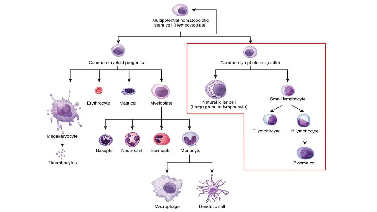 Lymphoblasts are immature lymphoctes derived from the common lymphoid progenitor lineage.
