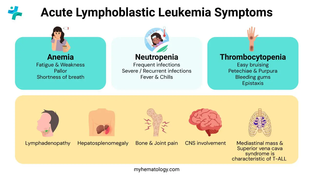 The clinical presentation of Acute Lymphoblastic Leukemia (ALL) is typically acute and non-specific, stemming from two major processes: bone marrow failure and extramedullary infiltration. Marrow failure, due to the rapid proliferation of blasts, results in the classic triad of cytopenia-related symptoms, including fatigue and pallor from anemia, easy bleeding or bruising (petechiae, purpura) from thrombocytopenia, and recurrent infections or persistent fever due to neutropenia. Simultaneously, lymphoblasts can infiltrate tissues, manifesting as diffuse bone pain (from marrow expansion), non-tender lymphadenopathy, and palpable hepatosplenomegaly. A particularly urgent presentation is the mediastinal mass seen in T-ALL, which can cause life-threatening Superior Vena Cava (SVC) syndrome.