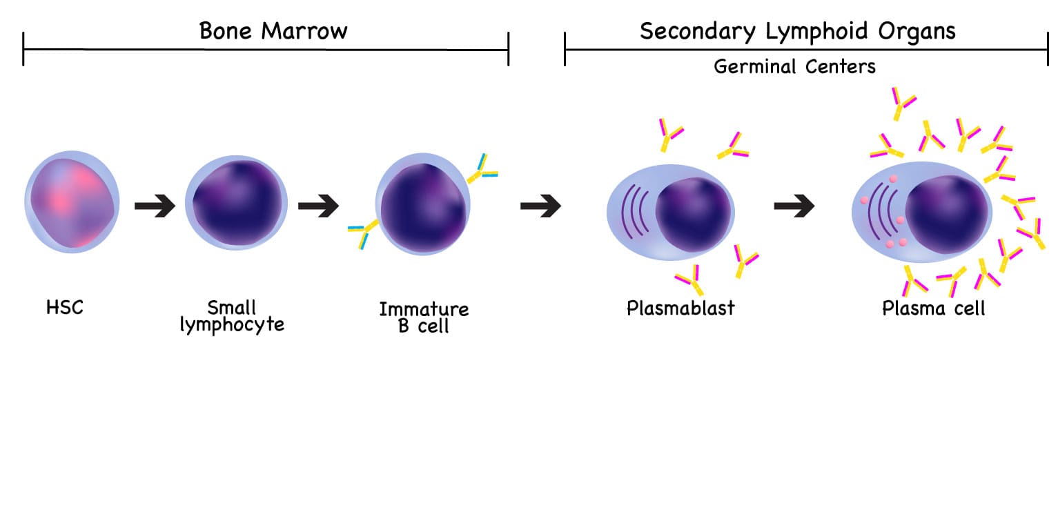 Plasma cell development