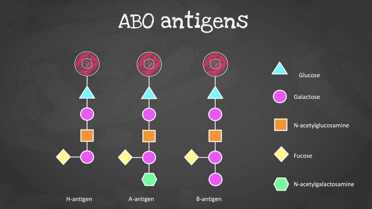 ABO Blood Group System Antigens, Typing and Tests