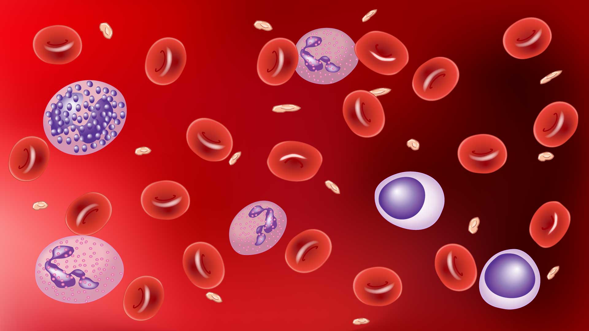 Hematology: An Exploration of the Blood | My Hematology