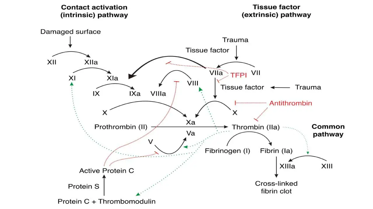 A schematic diagram of the coagulation cascade with their natural inhibitors. Factor V Leiden mutation results in a defective Factor V protein, making it resistant to inactivation by activated protein C (APC)