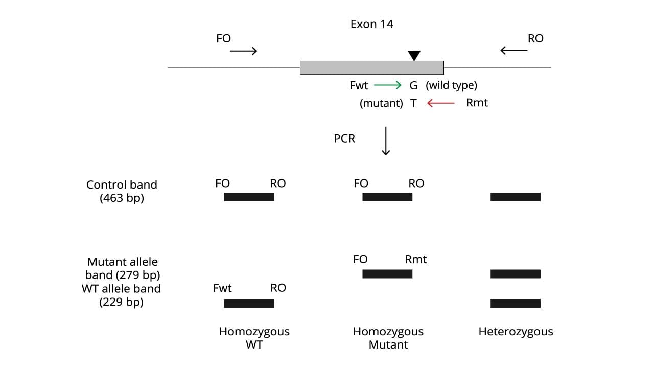 JAK2 V617F (MPN) Mutation ARMS PCR: Principle & Protocol