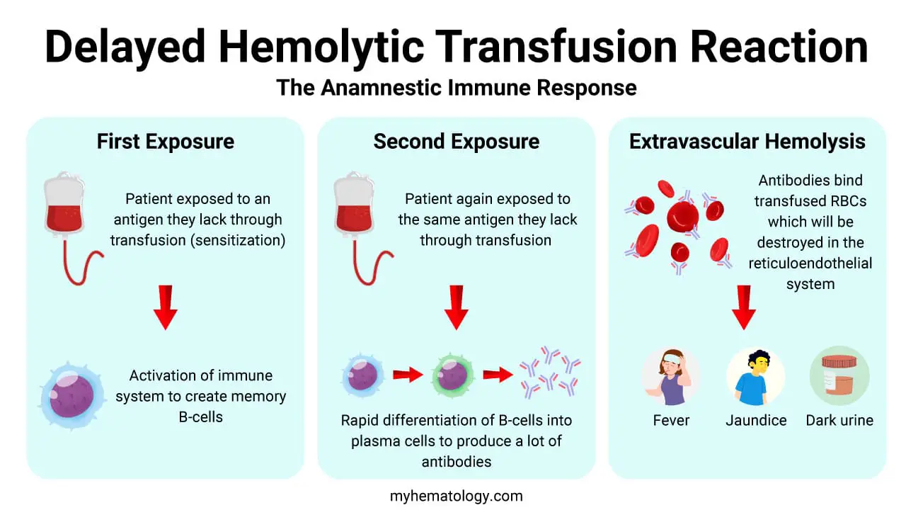 Delayed hemolytic transfusion reaction mechanism