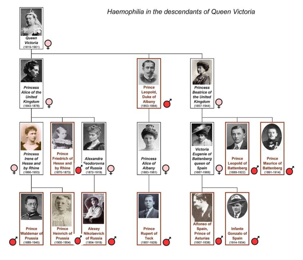 A historical pedigree of Queen Victoria's family demonstrating the X-linked inheritance pattern of hemophilia, often referred to as the 'Royal Disease'.